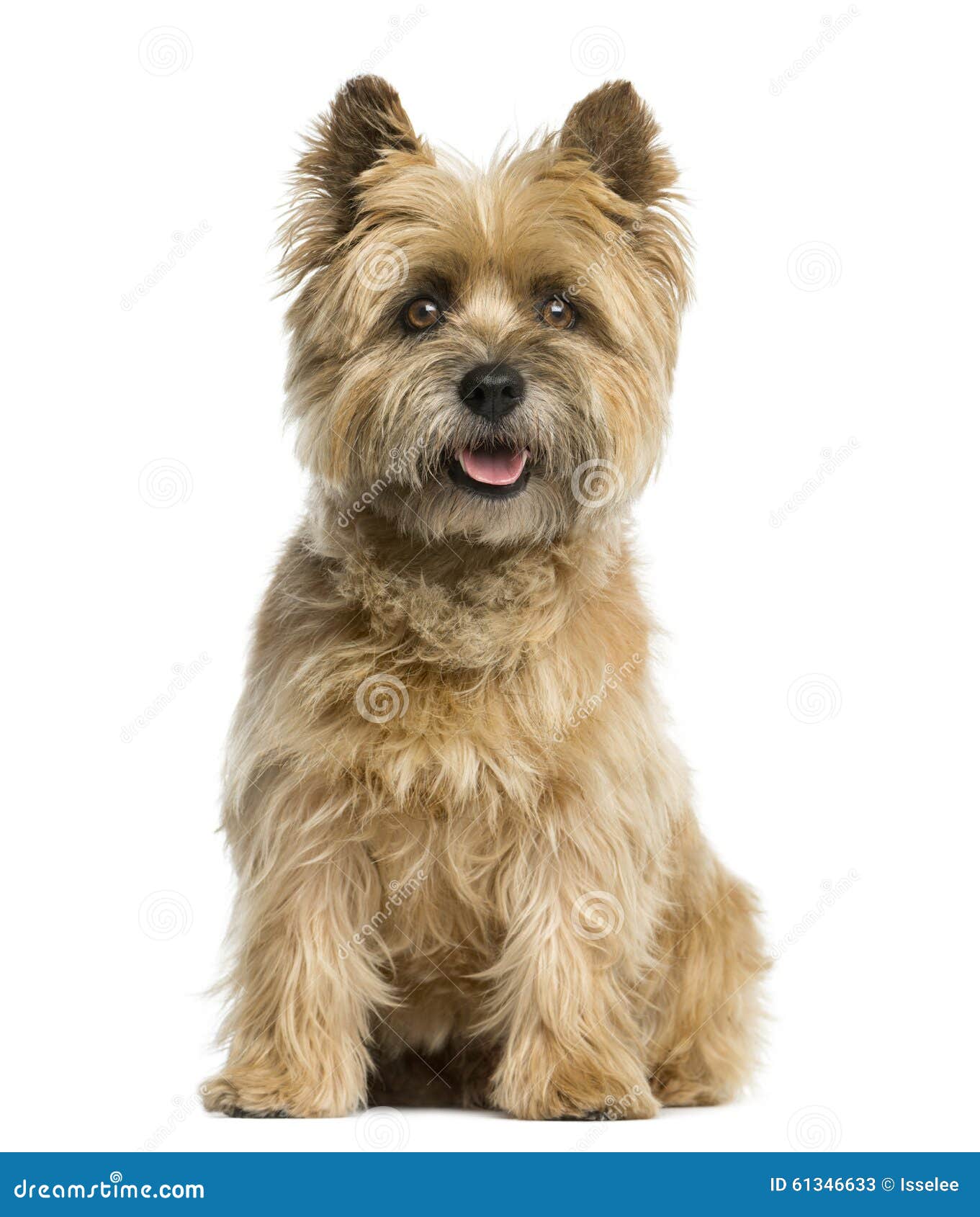 cairn terrier sitting