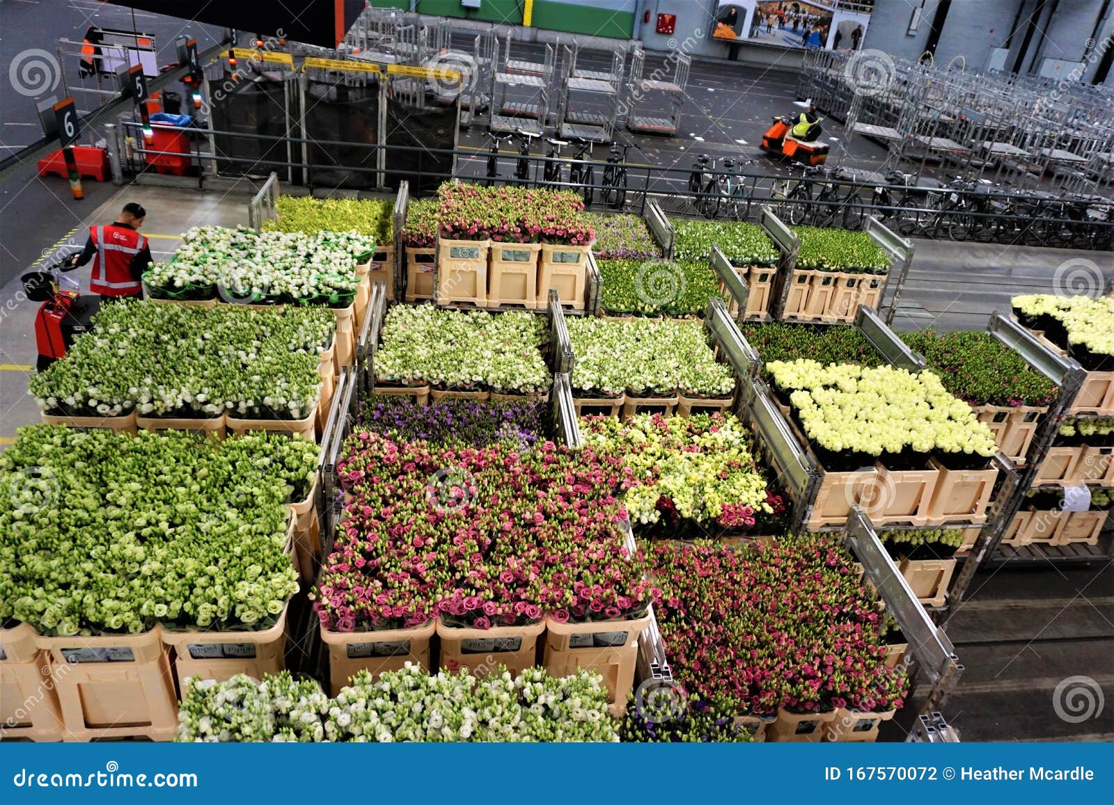 Caixas De Flores No Atacado No Chão Do Armazém Com Trabalhadores Foto de  Stock - Imagem de fresco, flores: 167570072