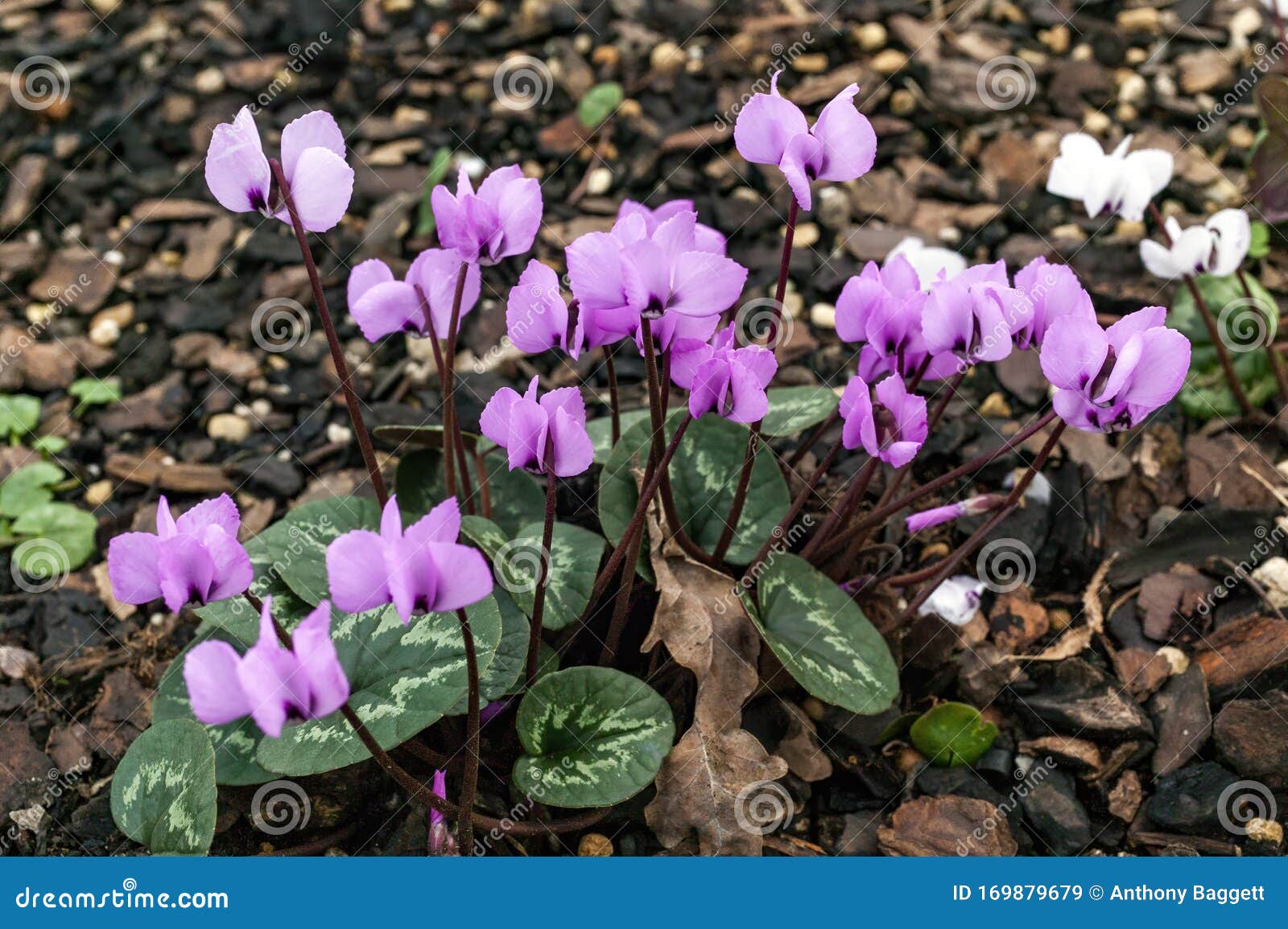 Cal-ciclame imagem de stock. Imagem de floral, oriental - 169879679