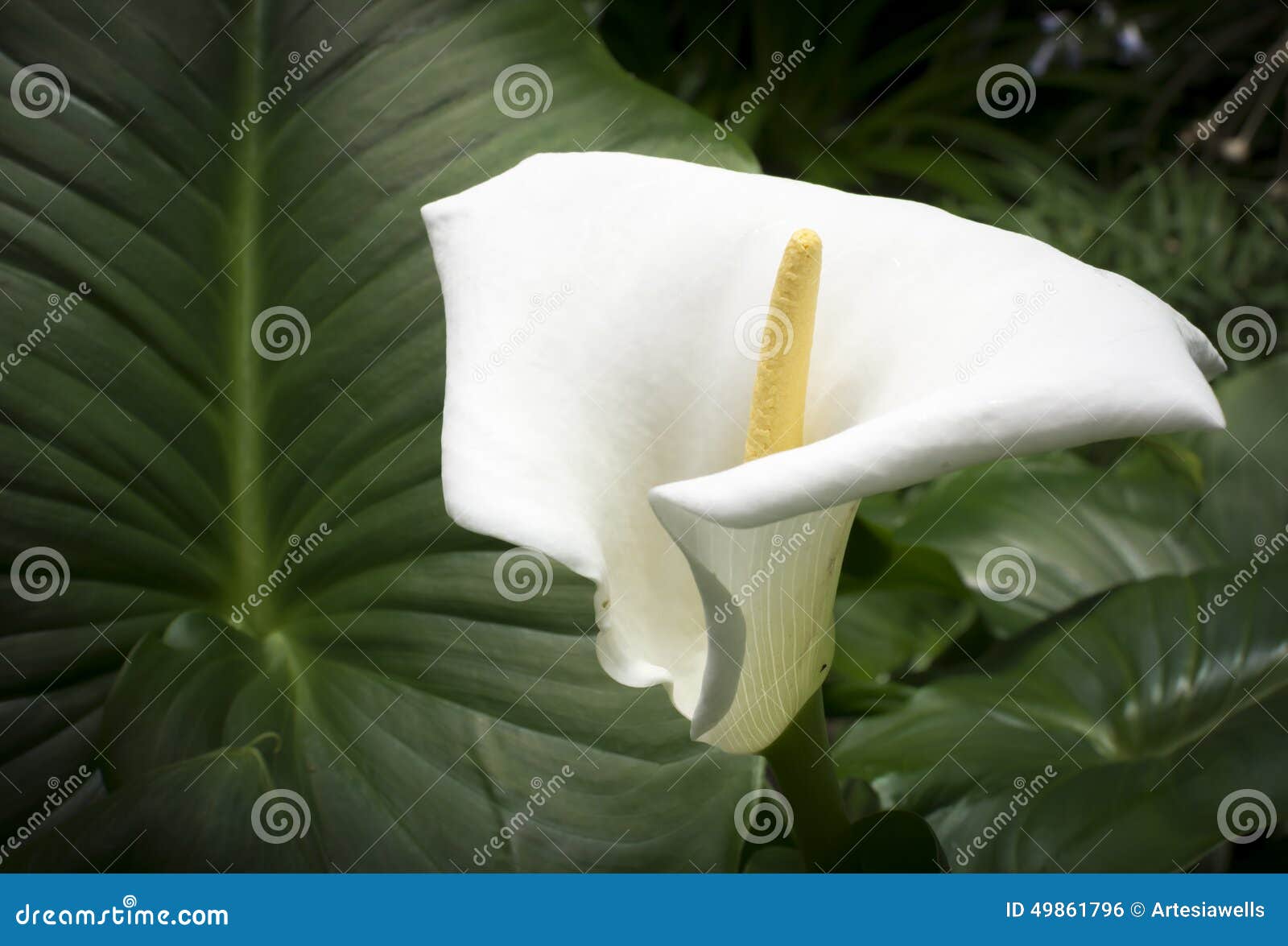 Cala blanca y hoja grande foto de archivo. Imagen de flor - 49861796