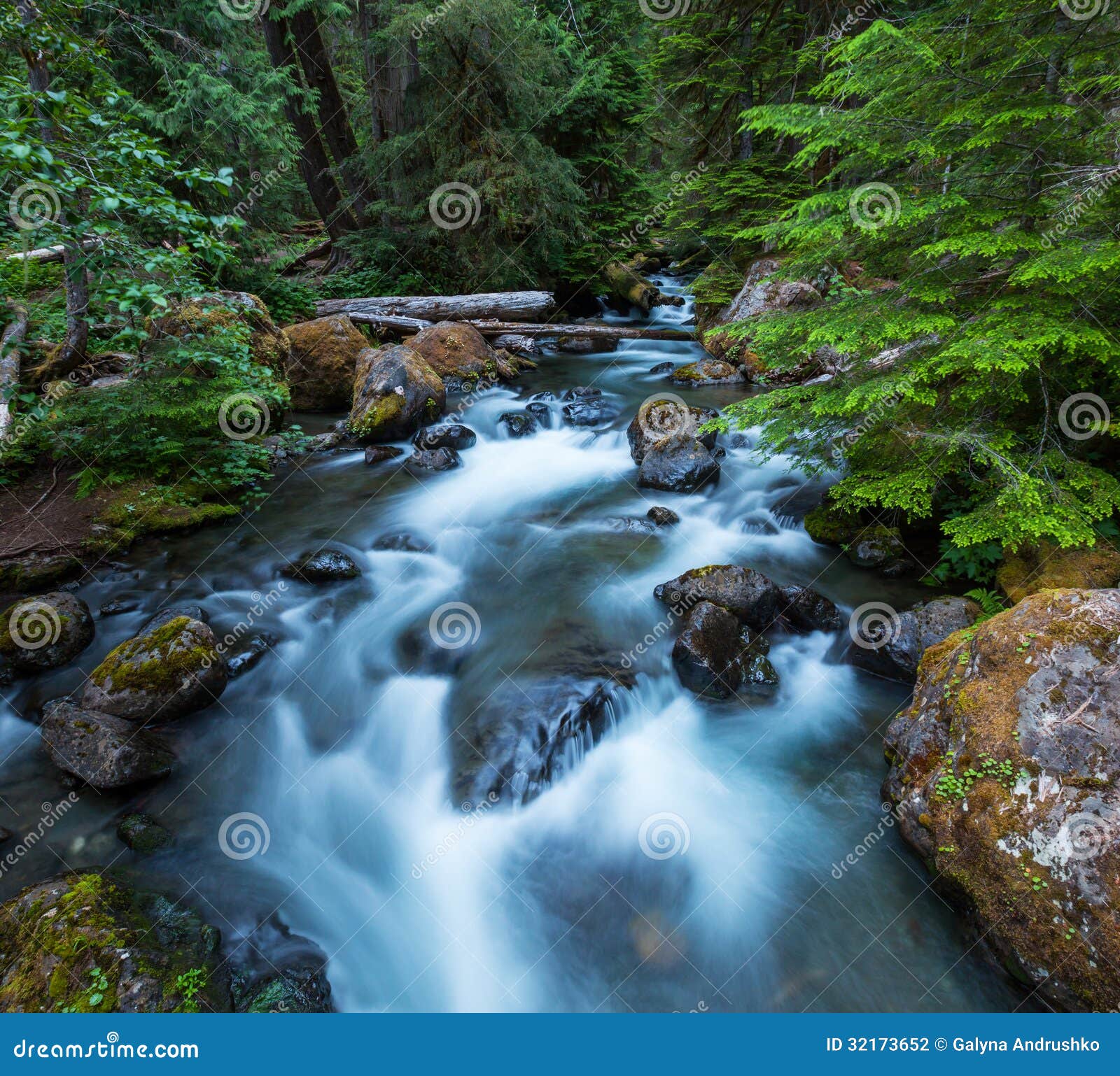 Cala en bosque foto de archivo. Imagen de agua, travieso 32173652