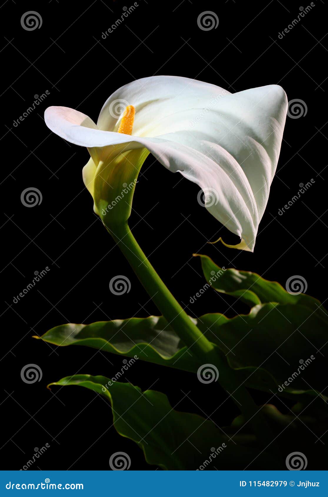 Cala Lily Flower Isolated En La Flor De Trompeta Negra Imagen de archivo -  Imagen de flor, blanco: 115482979