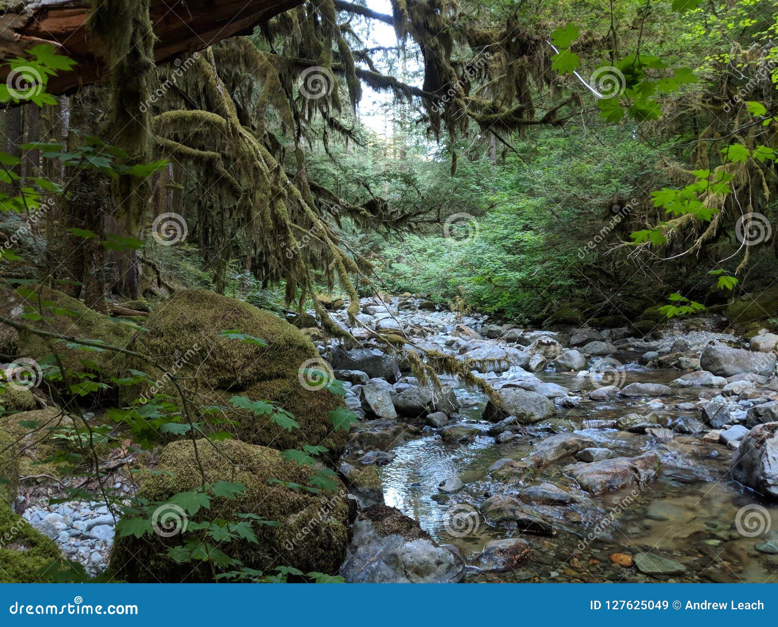 Cala Que Fluye En El Bosque Imagen de archivo Imagen de fluir, cala
