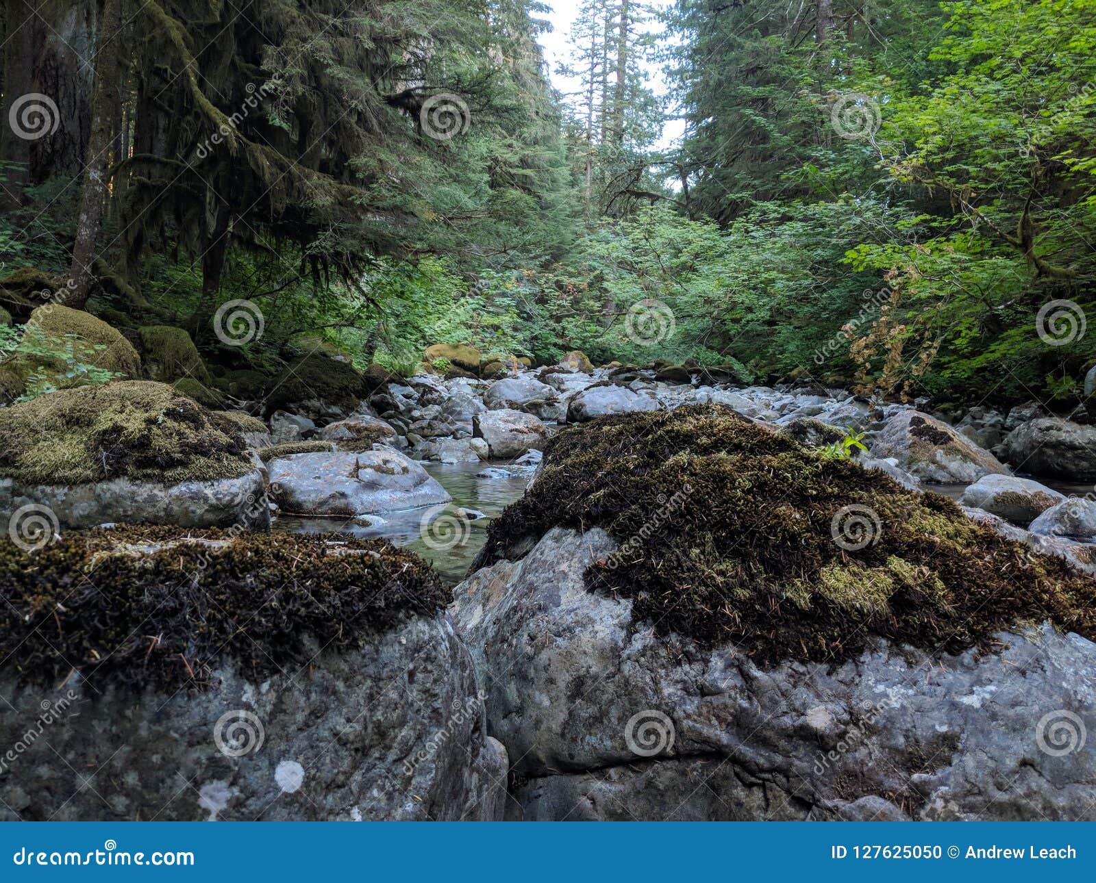 Cala Que Fluye En El Bosque Foto de archivo Imagen de cala, fluir