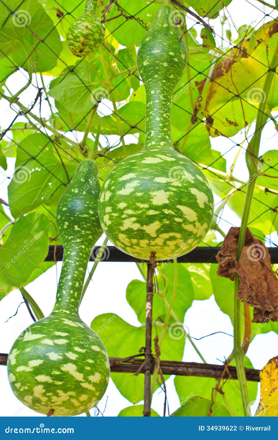 Calabash or Bottle gourd stock photo. Image of garden 34939622