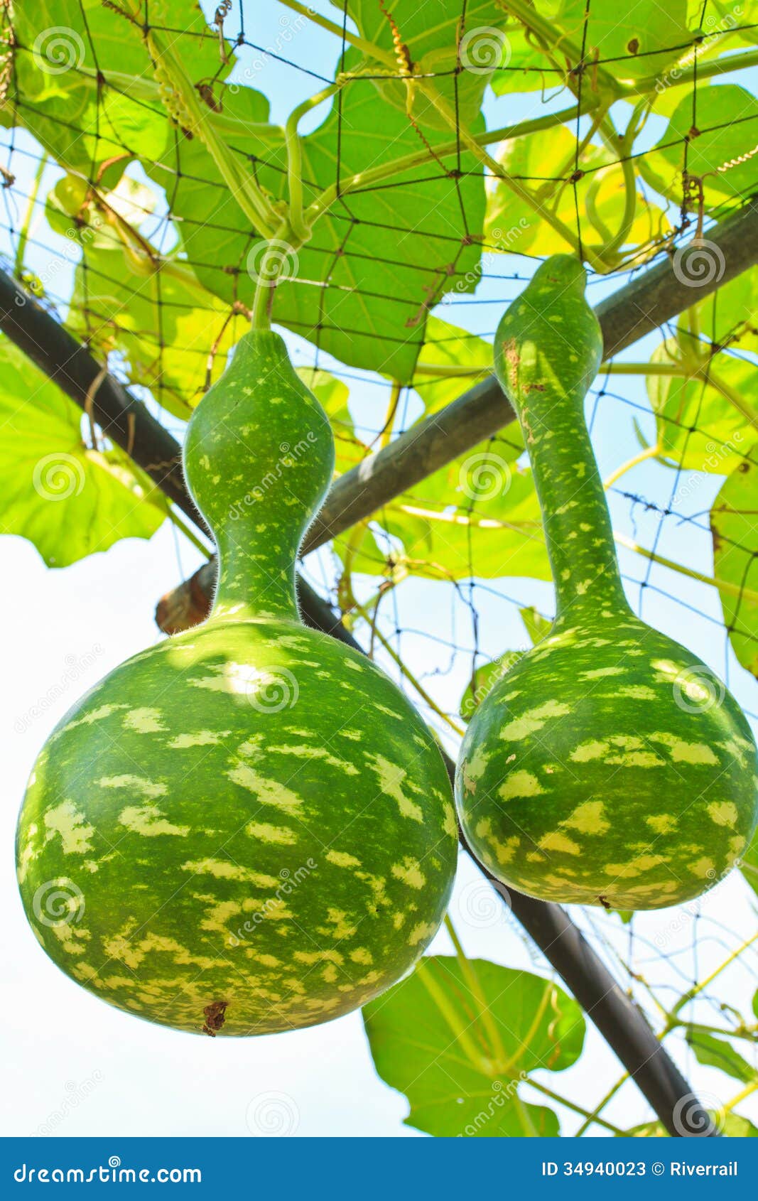 Calabash or Bottle gourd stock image. Image of edible 34940023