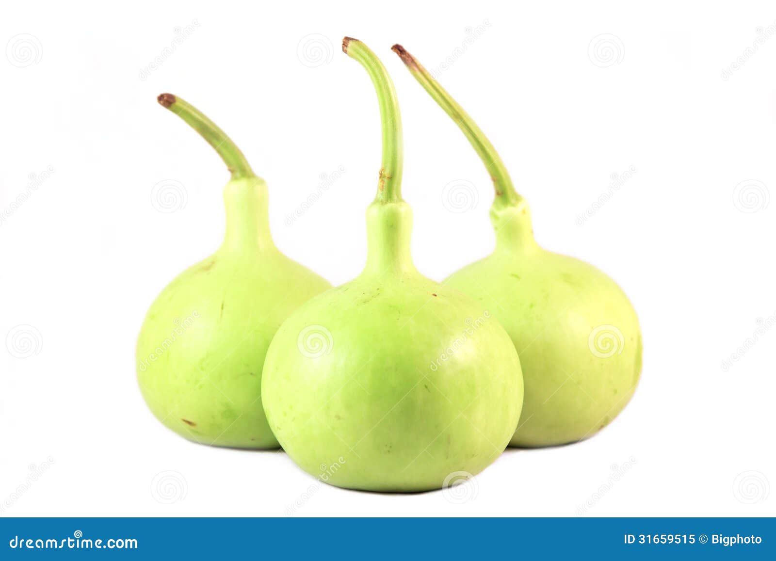 3 287 Bottle Gourd Photos Free Royalty Free Stock Photos From Dreamstime 3 287 Bottle Gourd Photos Free Royalty Free Stock Photos From Dreamstime
