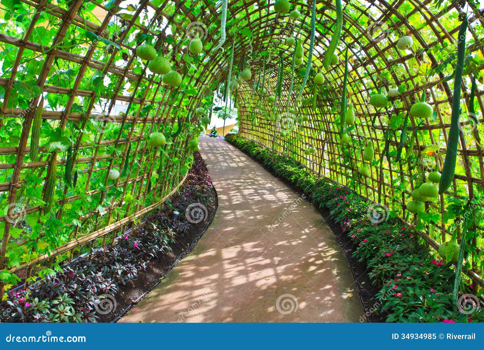 Calabash or Bottle Gourd Tunnel Stock Image Image of farm, gourd