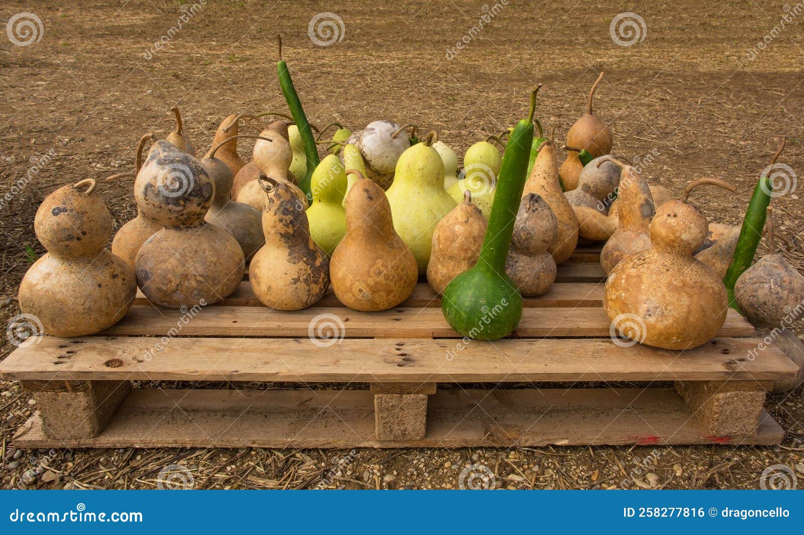 calabash display at italian pumpkin farm