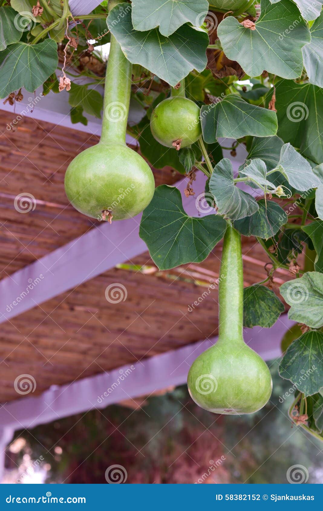 calabash gourd plant fruits