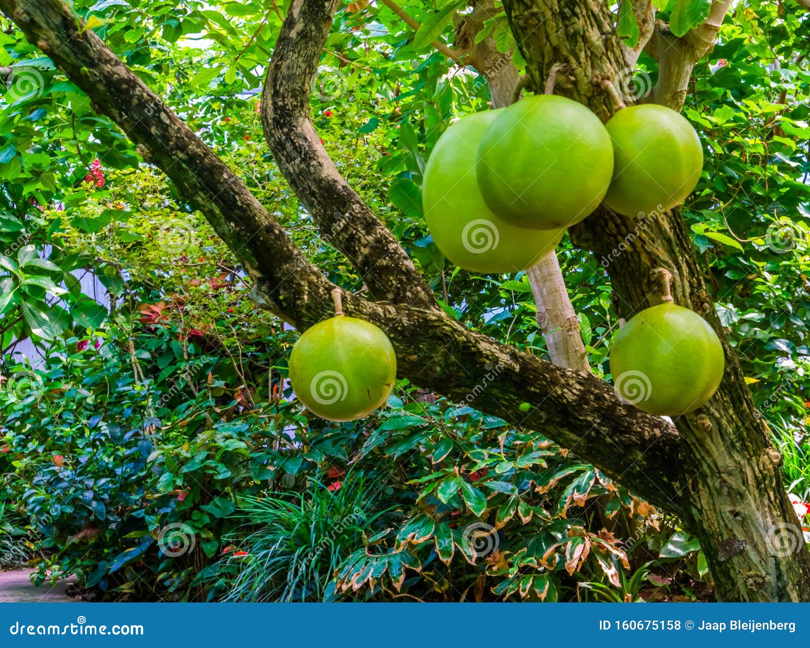 شجرة فلوريدا تحمل فاكهة اليقطين البرتقالية
