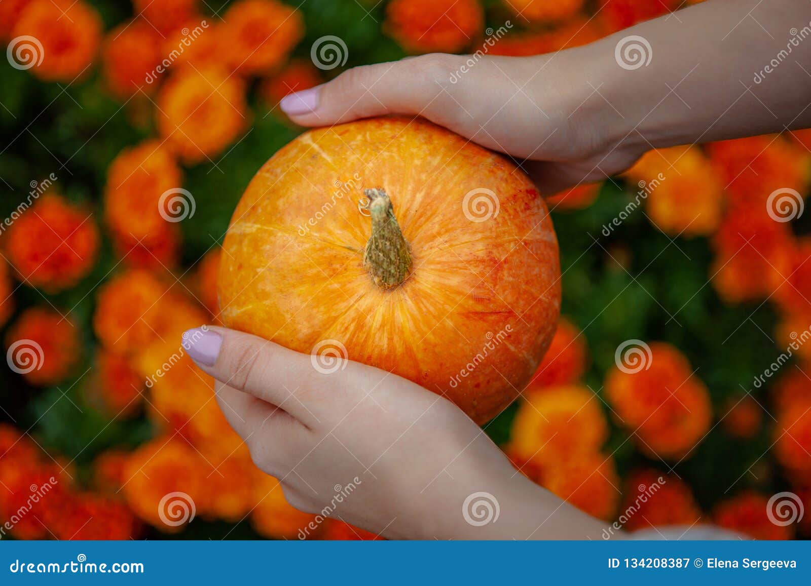 Calabaza anaranjada brillante en manos. Las manos femeninas hermosas sostienen una calabaza madura anaranjada brillante en un fondo de flores brillantes hermosas borrosas, Halloween, otoño - cosecha, verduras estacionales, vegetariano, luz del día