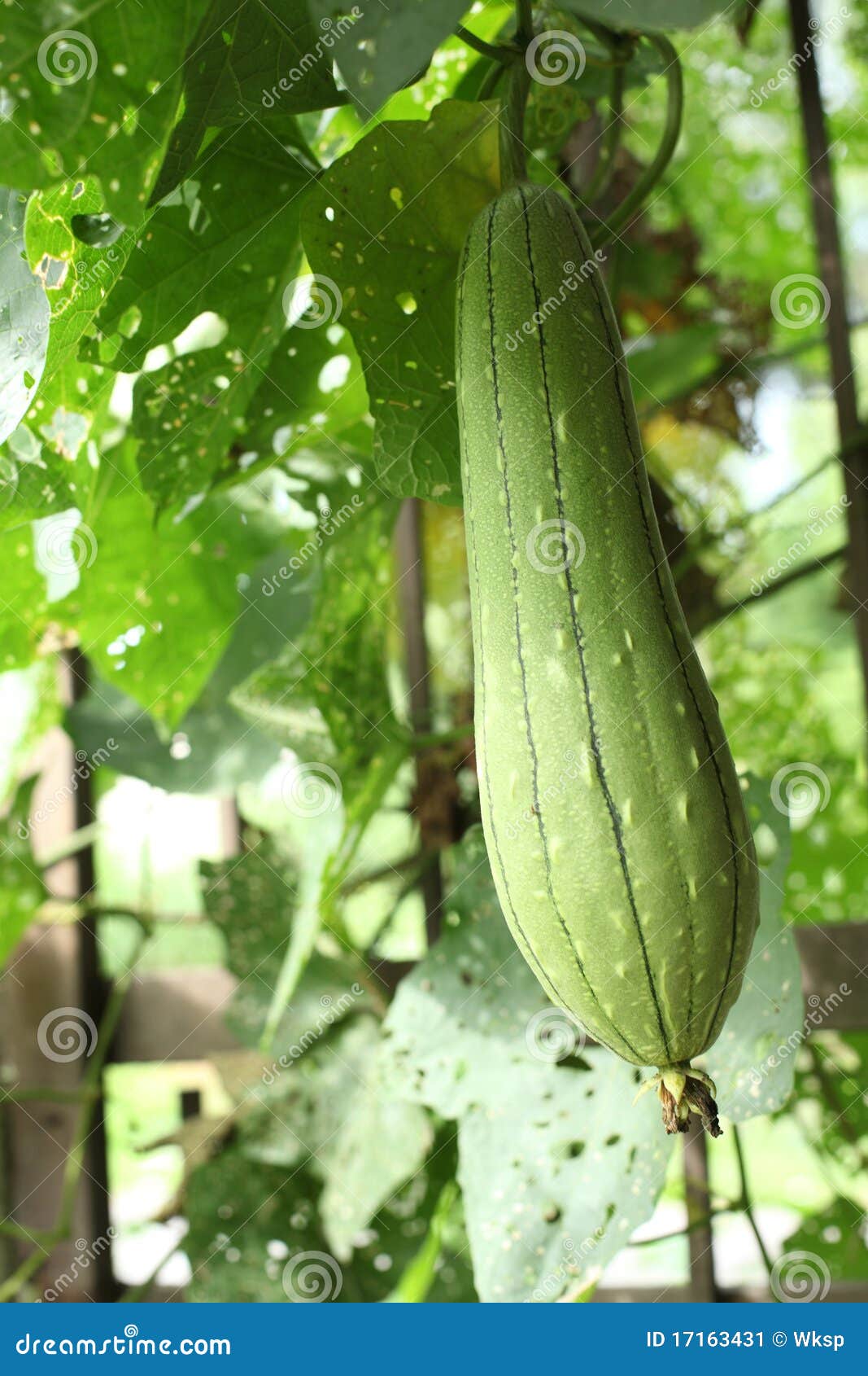 Calabaza verde imagen de archivo. Imagen de planta, coma 17163431