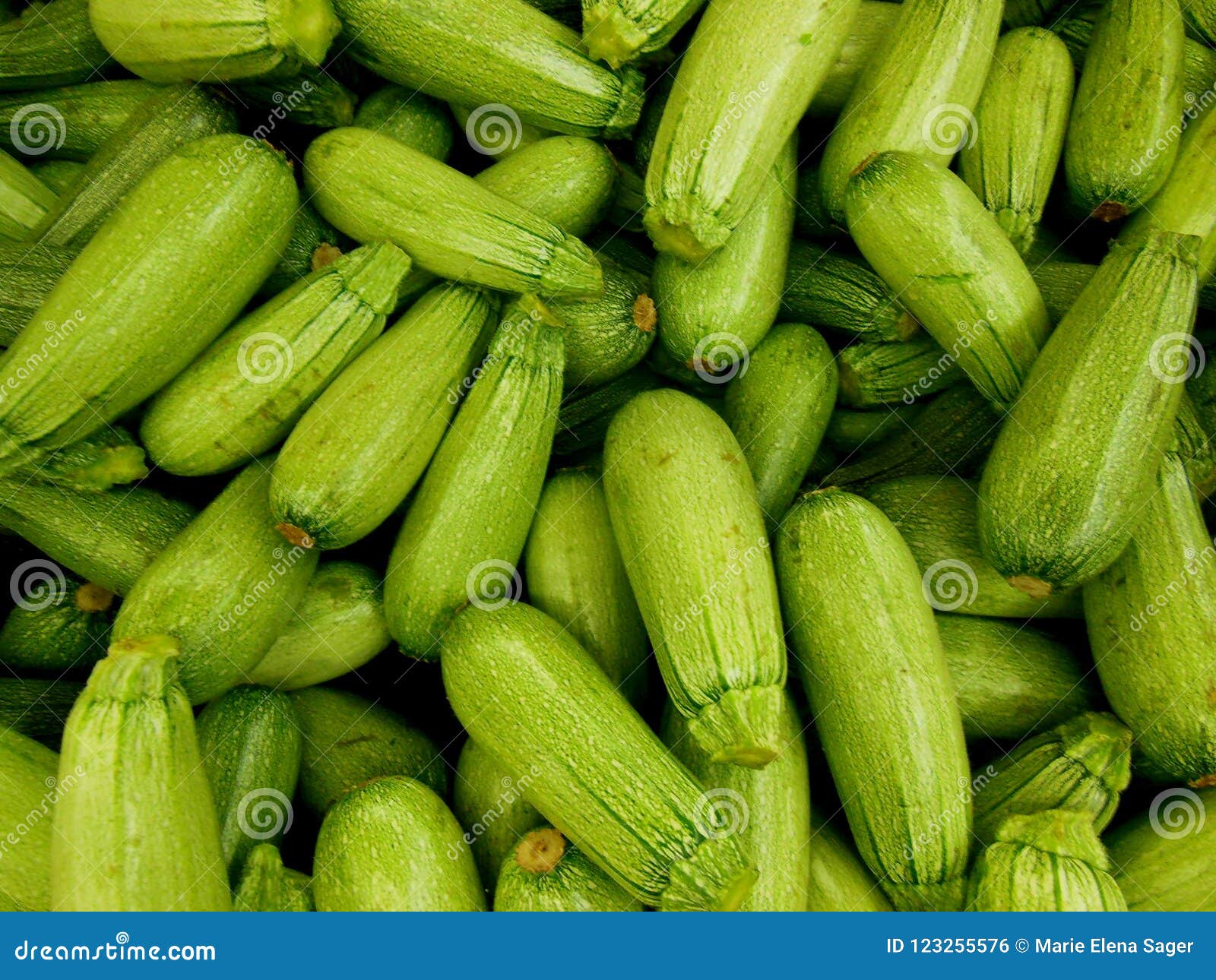 Calabaza verde mexicana foto de archivo. Imagen de fondos 123255576
