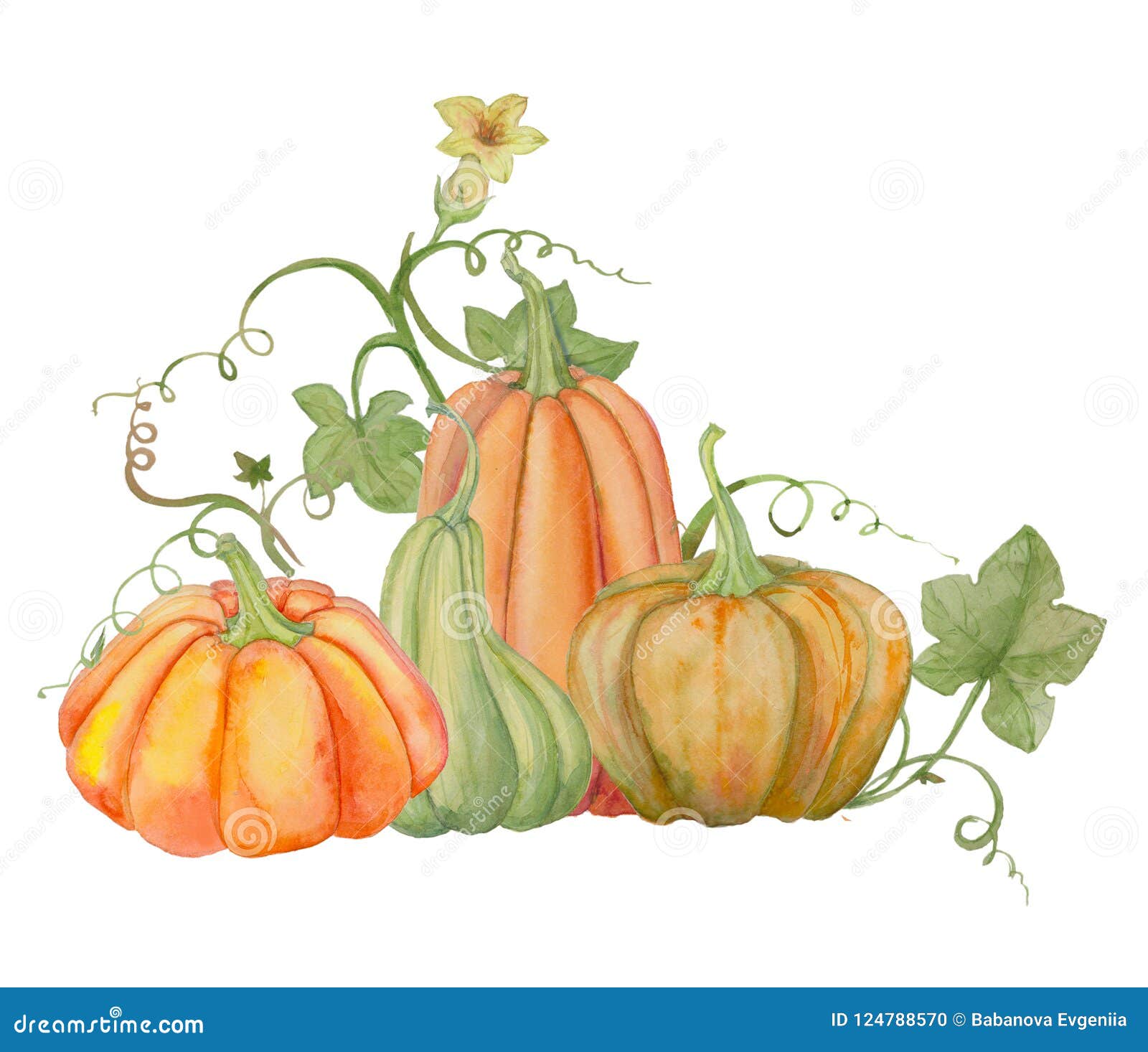 Calabazas Anaranjadas, Halloween, Ejemplo De La Acuarela, Frutas Y Hojas  Stock de ilustración - Ilustración de decorativo, conjunto: 124788570