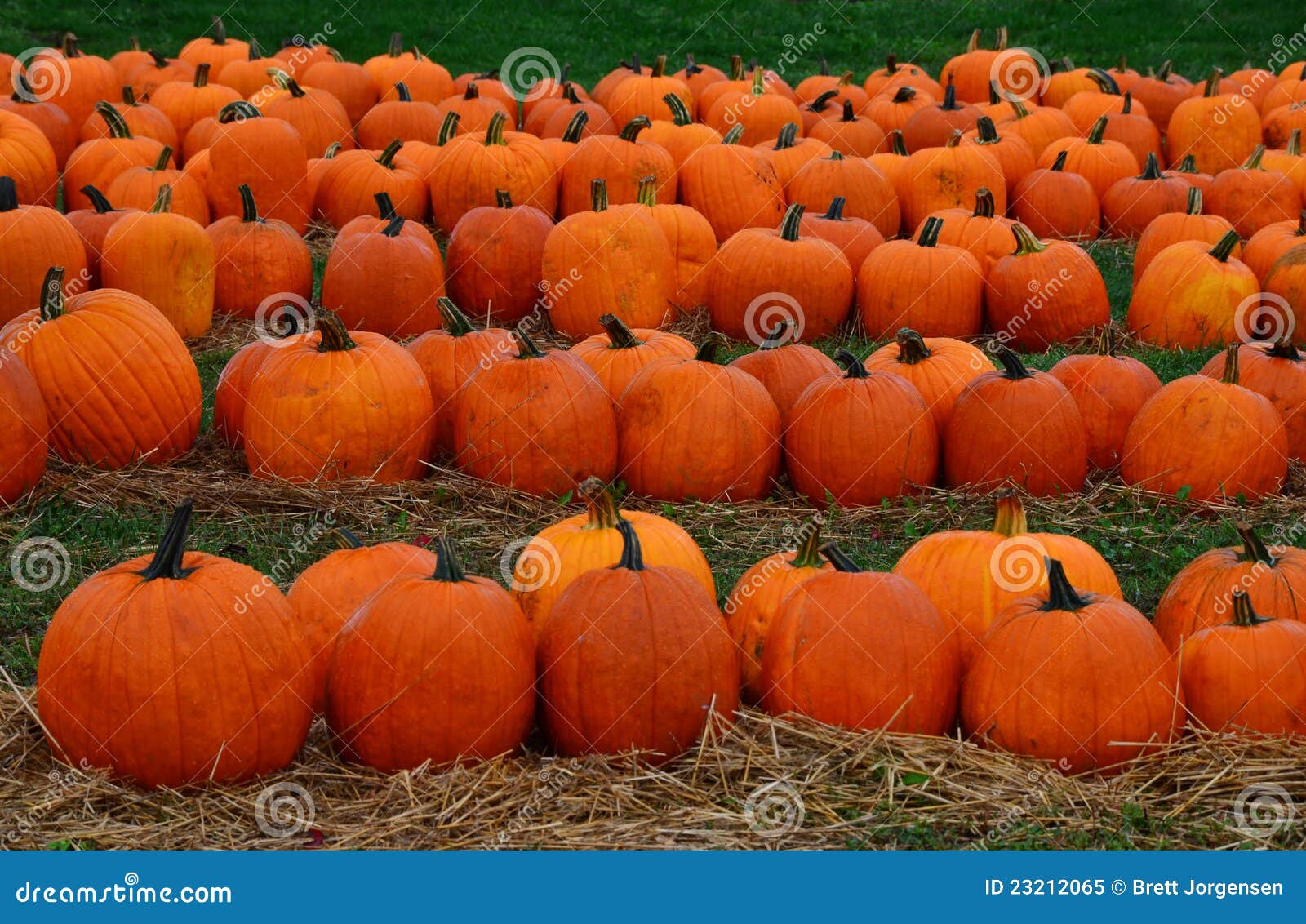 Calabazas en un campo imagen de archivo. Imagen de agricultura 23212065