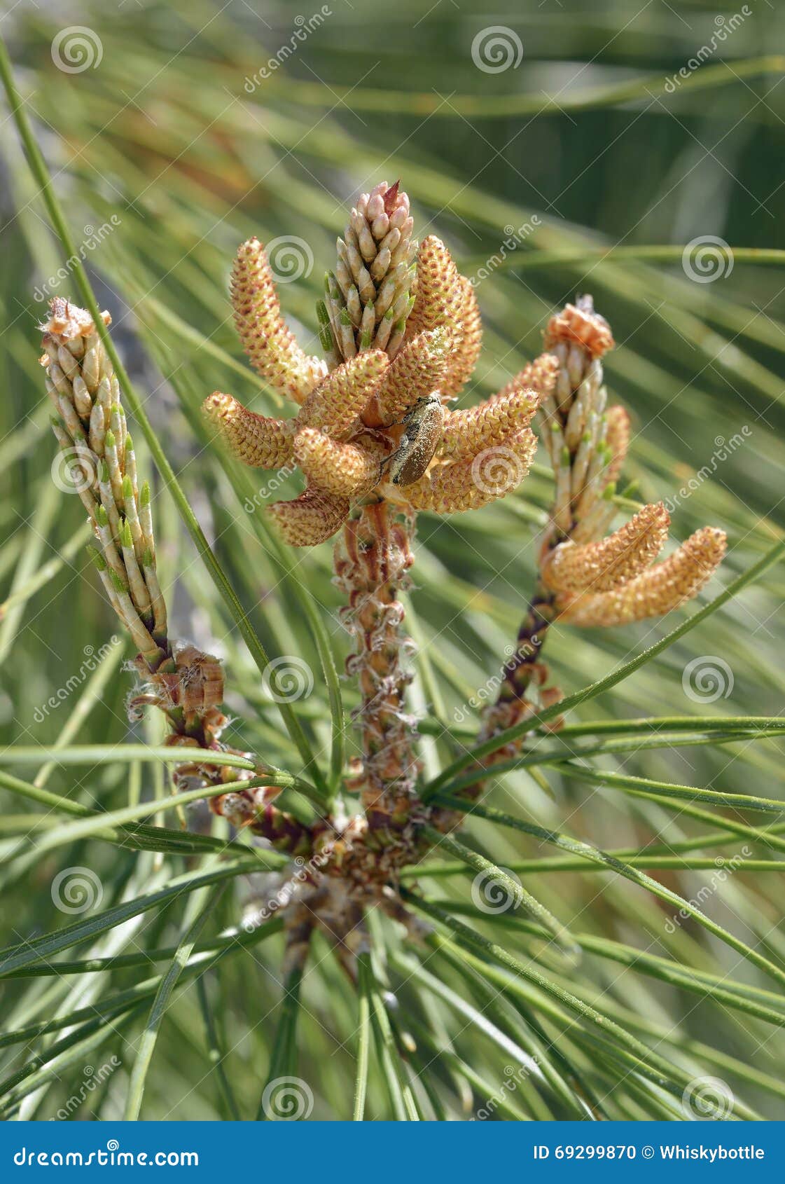 calabrian or turkish pine flower