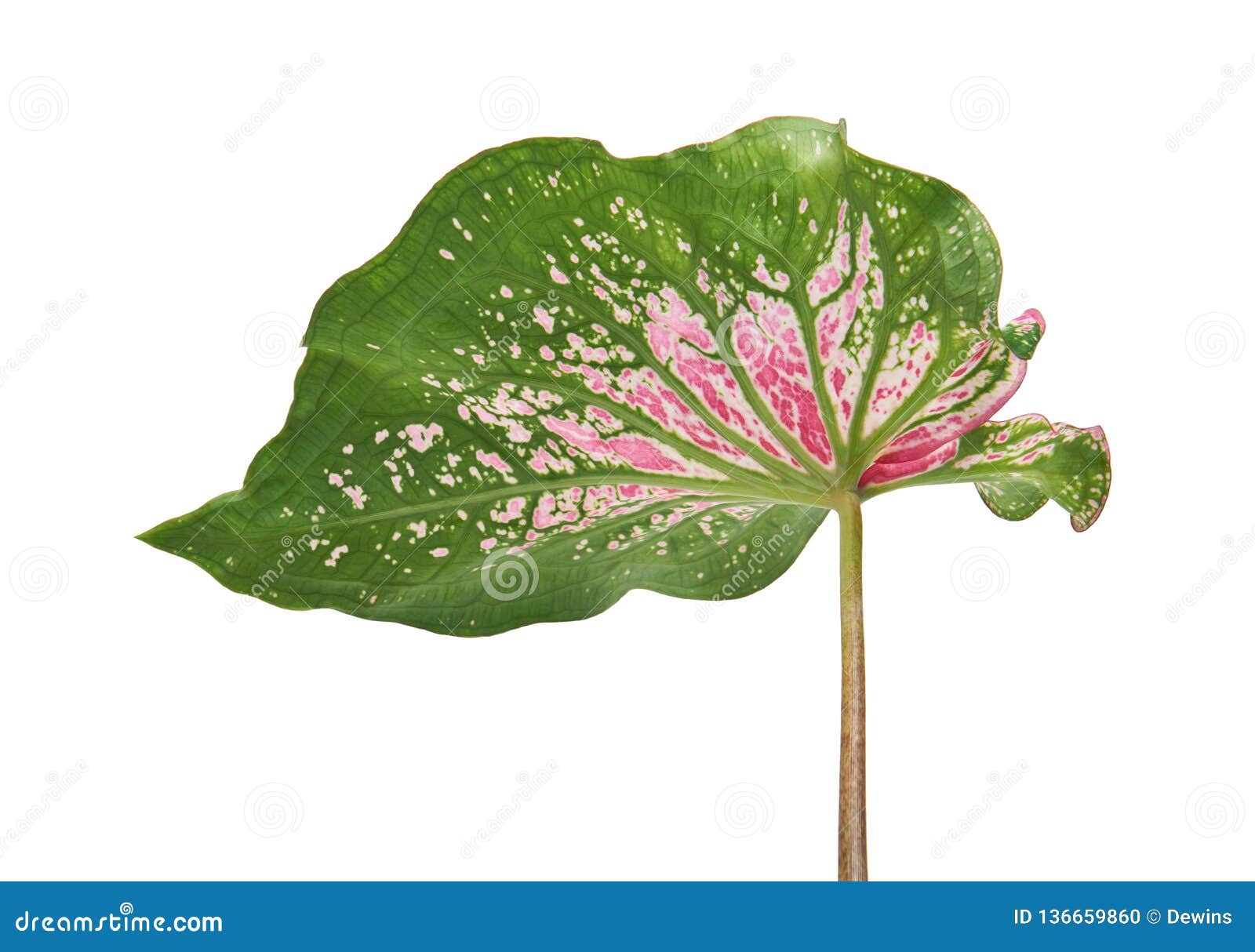 Caladium Bicolor with Pink Leaf and Green Veins Florida Sweetheart ...