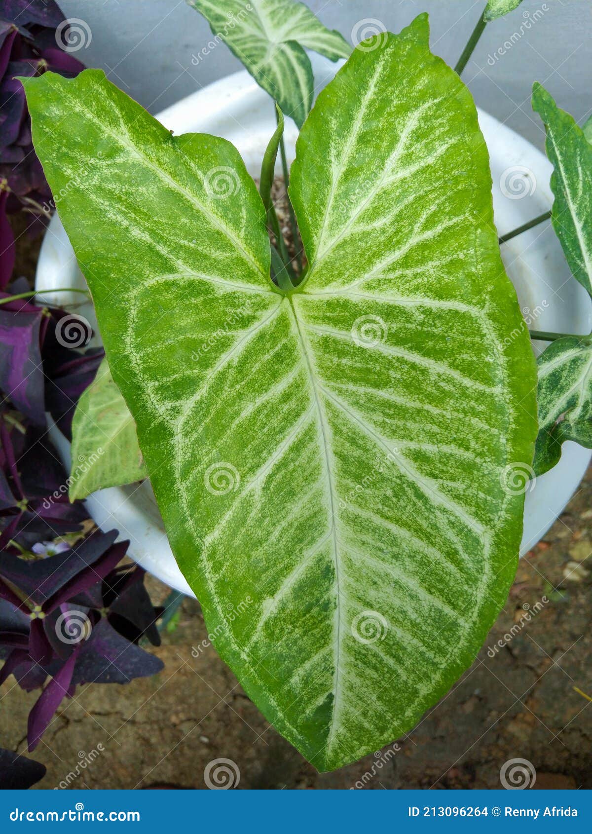 tropical rainforest plants. caladium bicolor. caladium bicolor white green color  in white pot