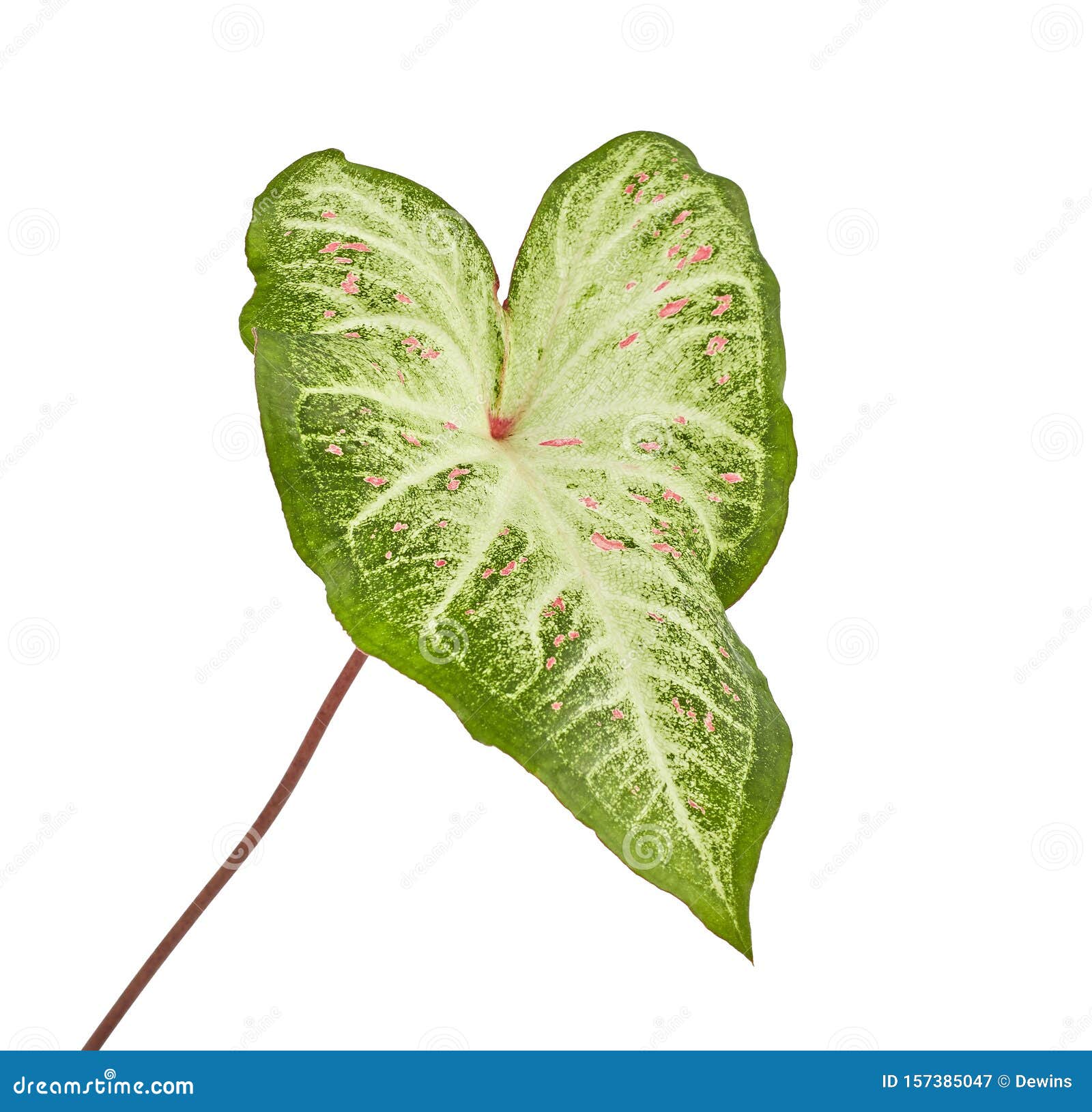 Caladium Bicolor With White Leaf And Green Veins Gingerland Caladium ...