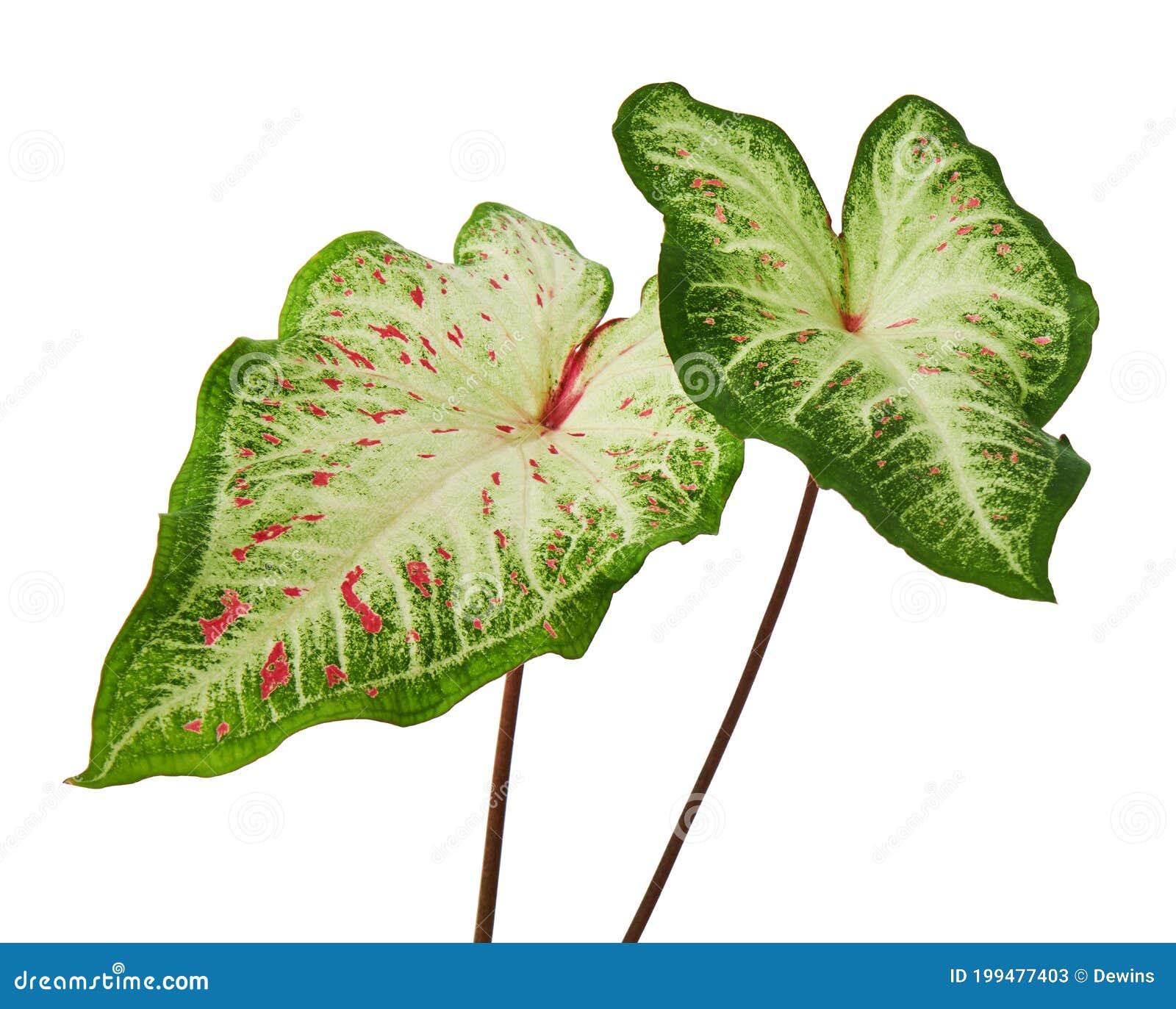 Caladium Bicolor Isolated On White Background Stock Image ...