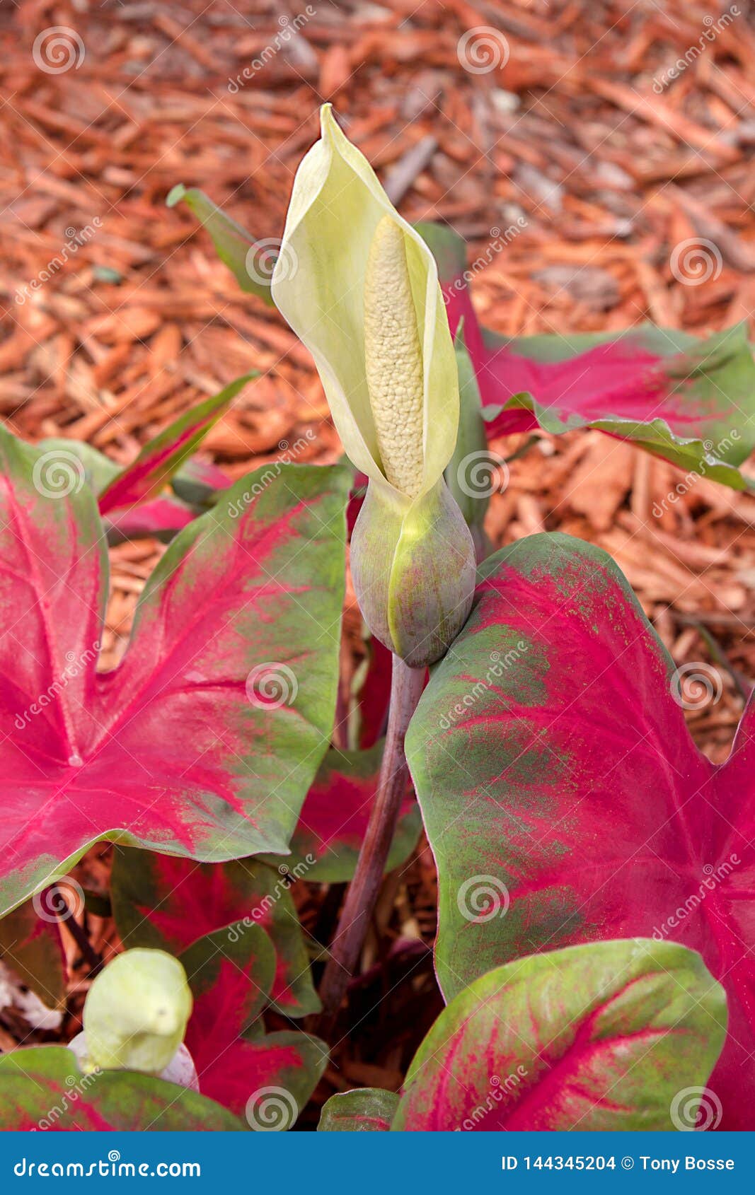 Caladium Flower In Bloom Stock Photo Image Of Life 144345204