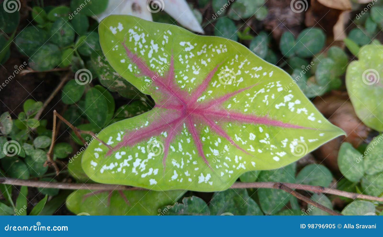 caladium leaf with pink dots