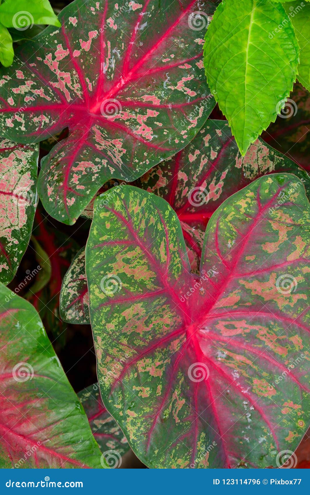 Caladium Leaf, Tropical Plant Stock Photo - Image of beautiful, pink ...