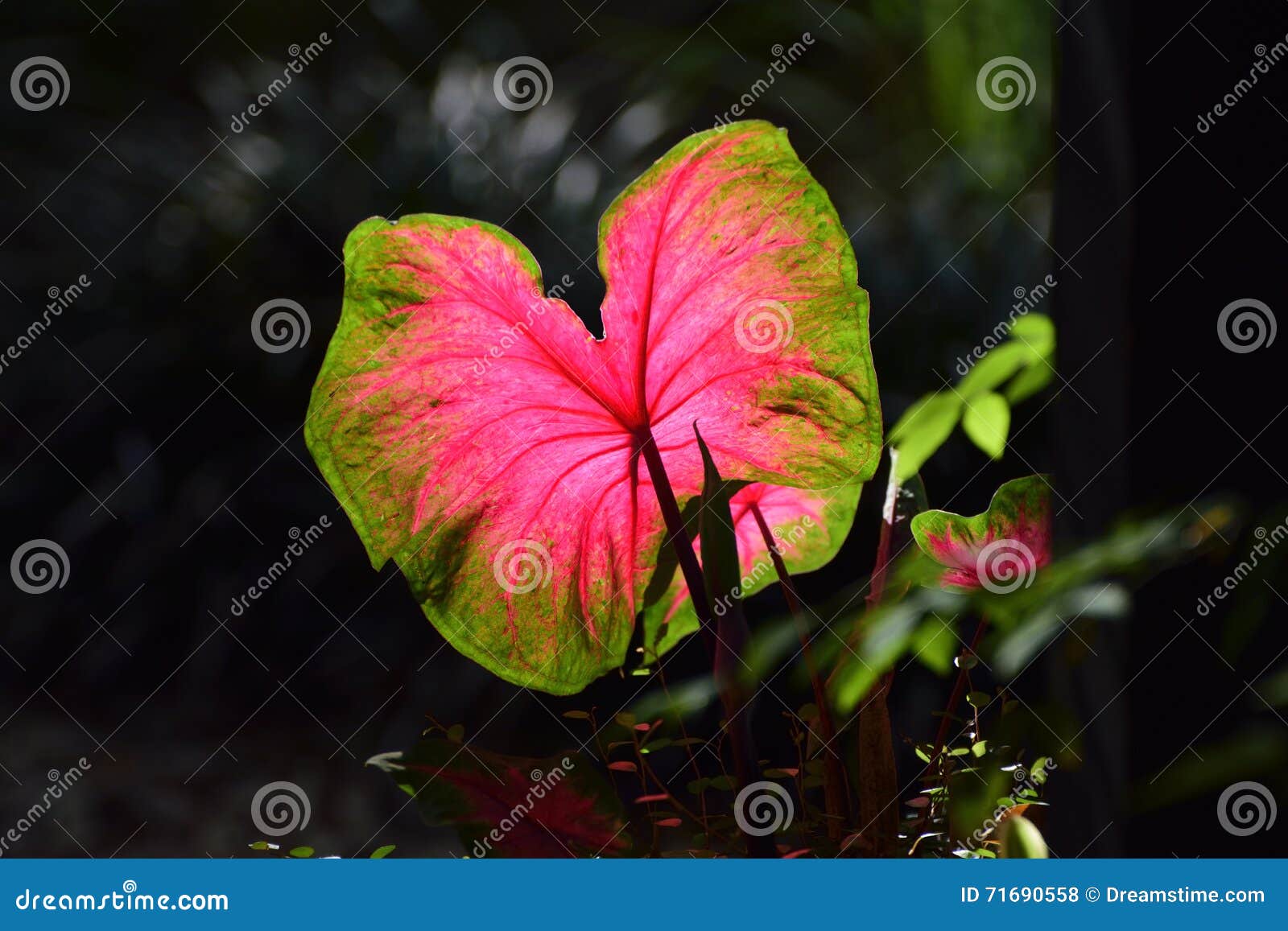 Caladium Leave In The Nature Coast Botanical Garden Stock Photo