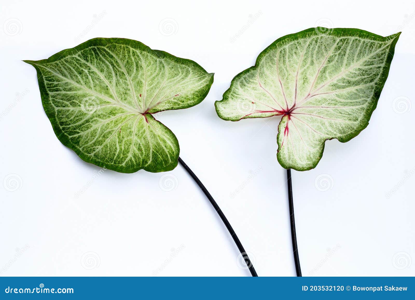 Caladium Leaves on White Background. Top View Stock Photo - Image of ...