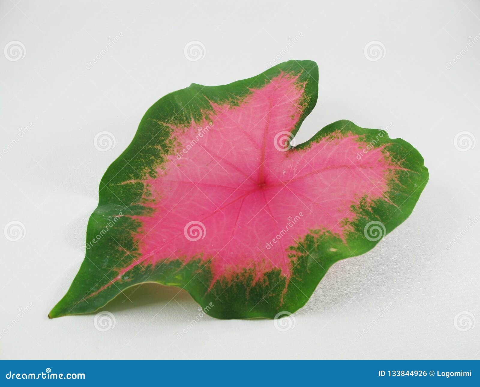 181,716 Shape Leaf Stock Photos - Free & Royalty-Free Stock Photos from  Dreamstime