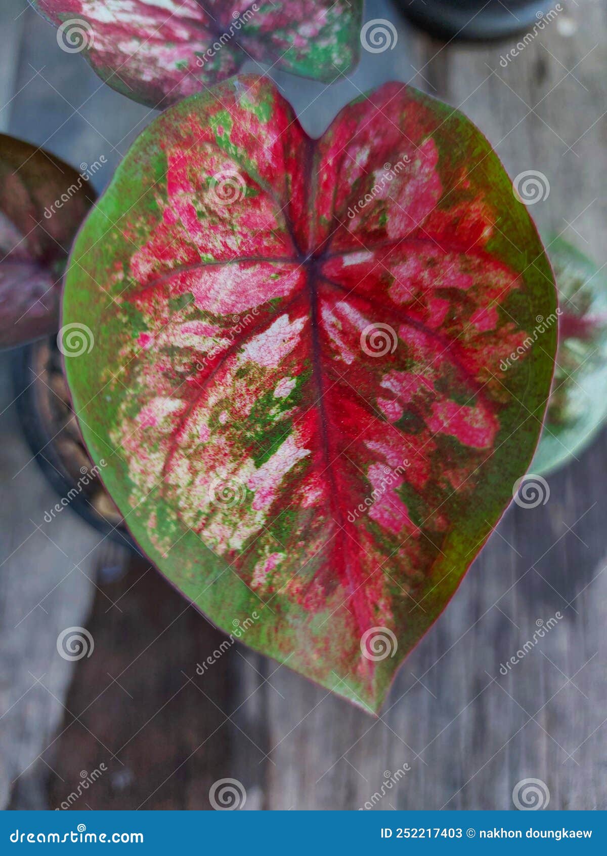 Caladium.Spotted Leaves are Popularly Planted. Especially If the ...