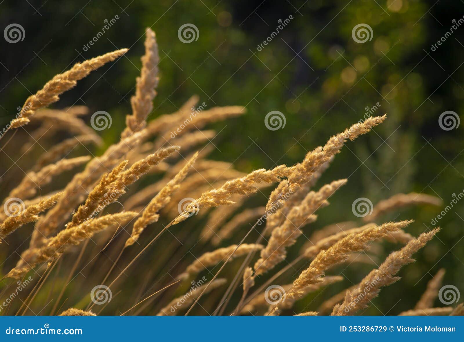 calamagrostis epigejos (l.) roth, plants wood small-reed or shrubby sunlight wild grass meadow ornamental karl foerster