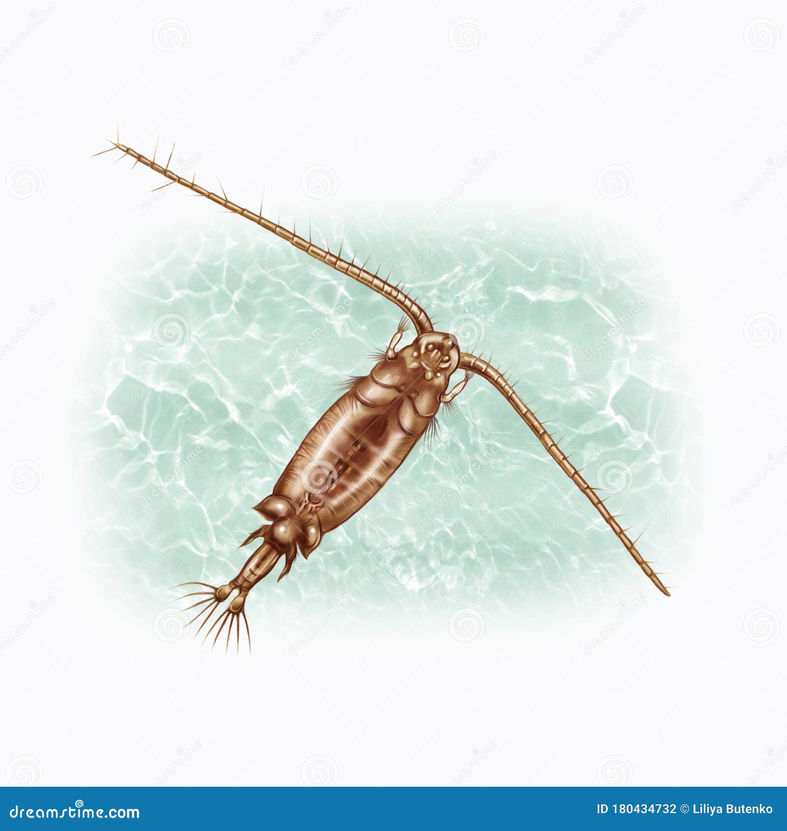 calanoida, realistic  drawing