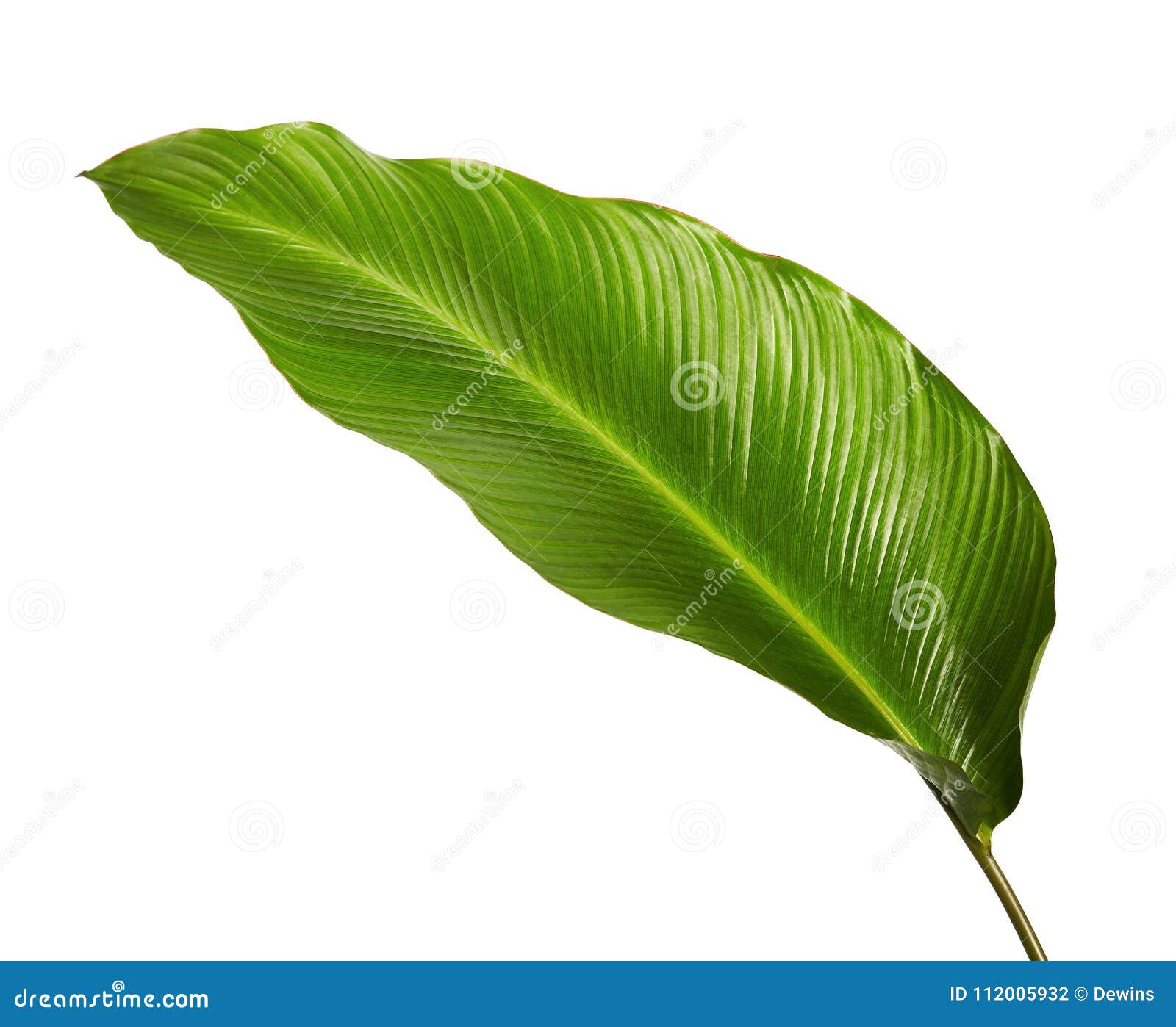 calathea foliage, exotic tropical leaf, large green leaf,  on white background