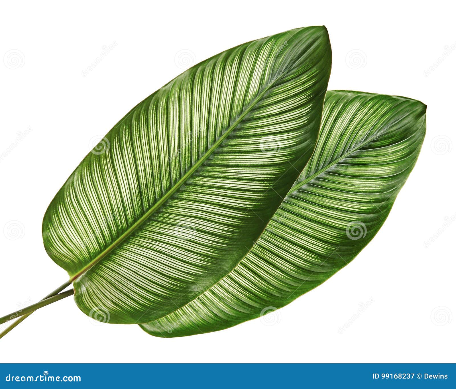calathea ornata pin-stripe calathea leaves, tropical foliage  on white background