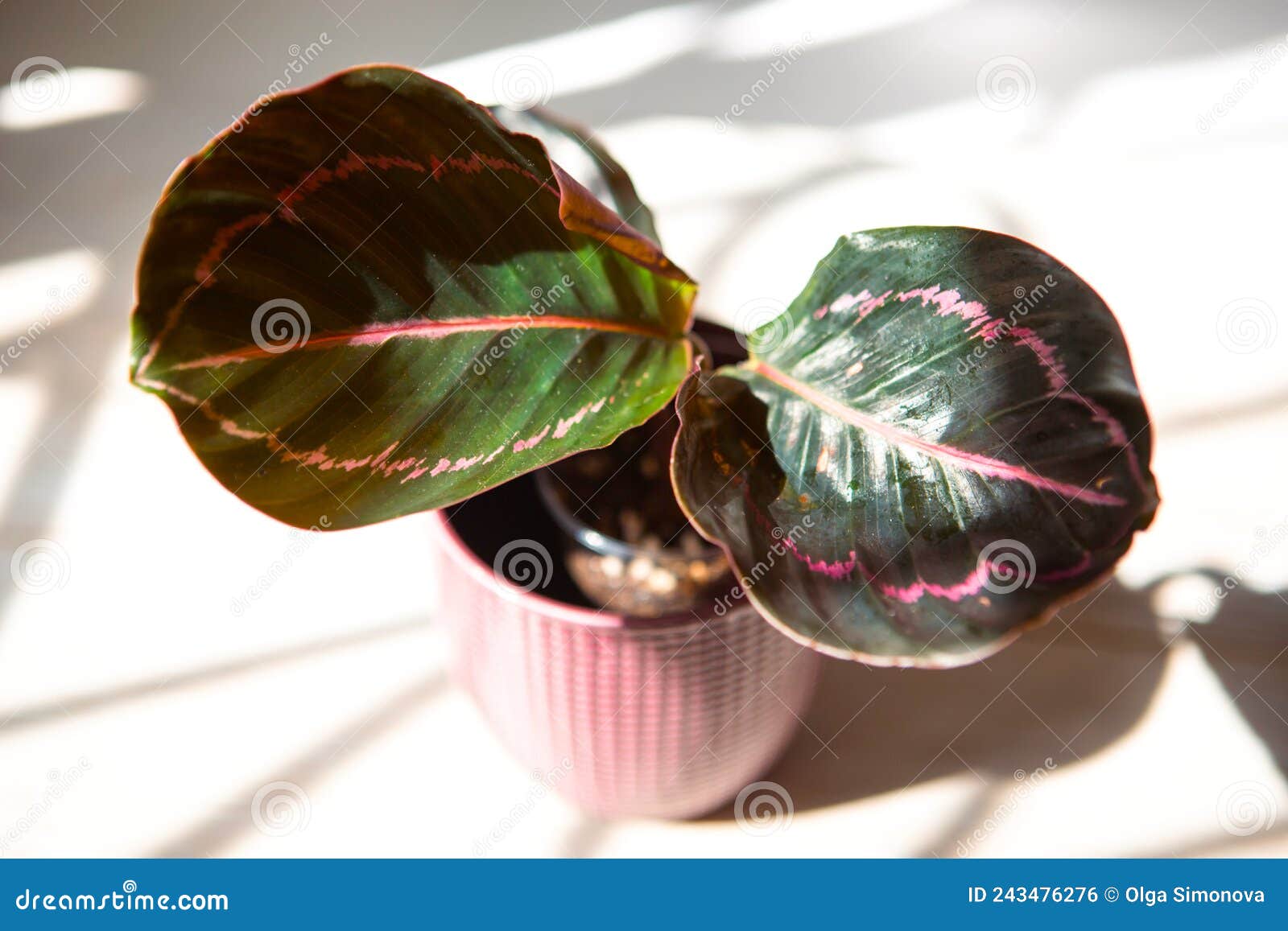 Calathea Marion plante vivante