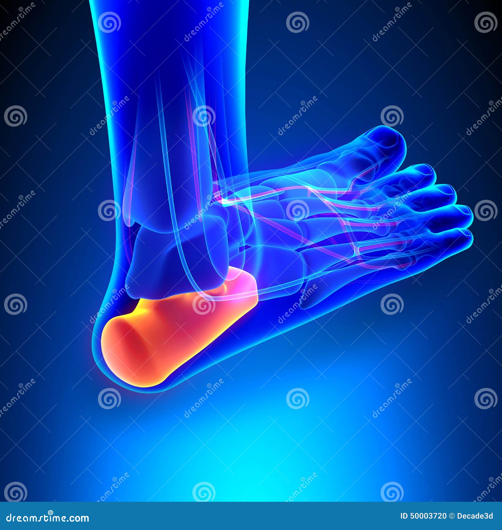 Calcaneus Bone Anatomy with Ciculatory System Stock Illustration
