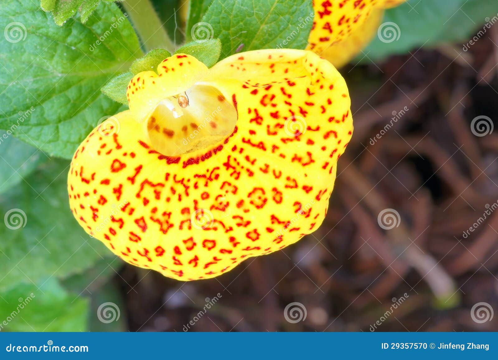 Lady's Purse Slipper Flower Calceolaria Herbeohybrida Top View Isolated On  White Stock Photo, Picture and Royalty Free Image. Image 39483886.