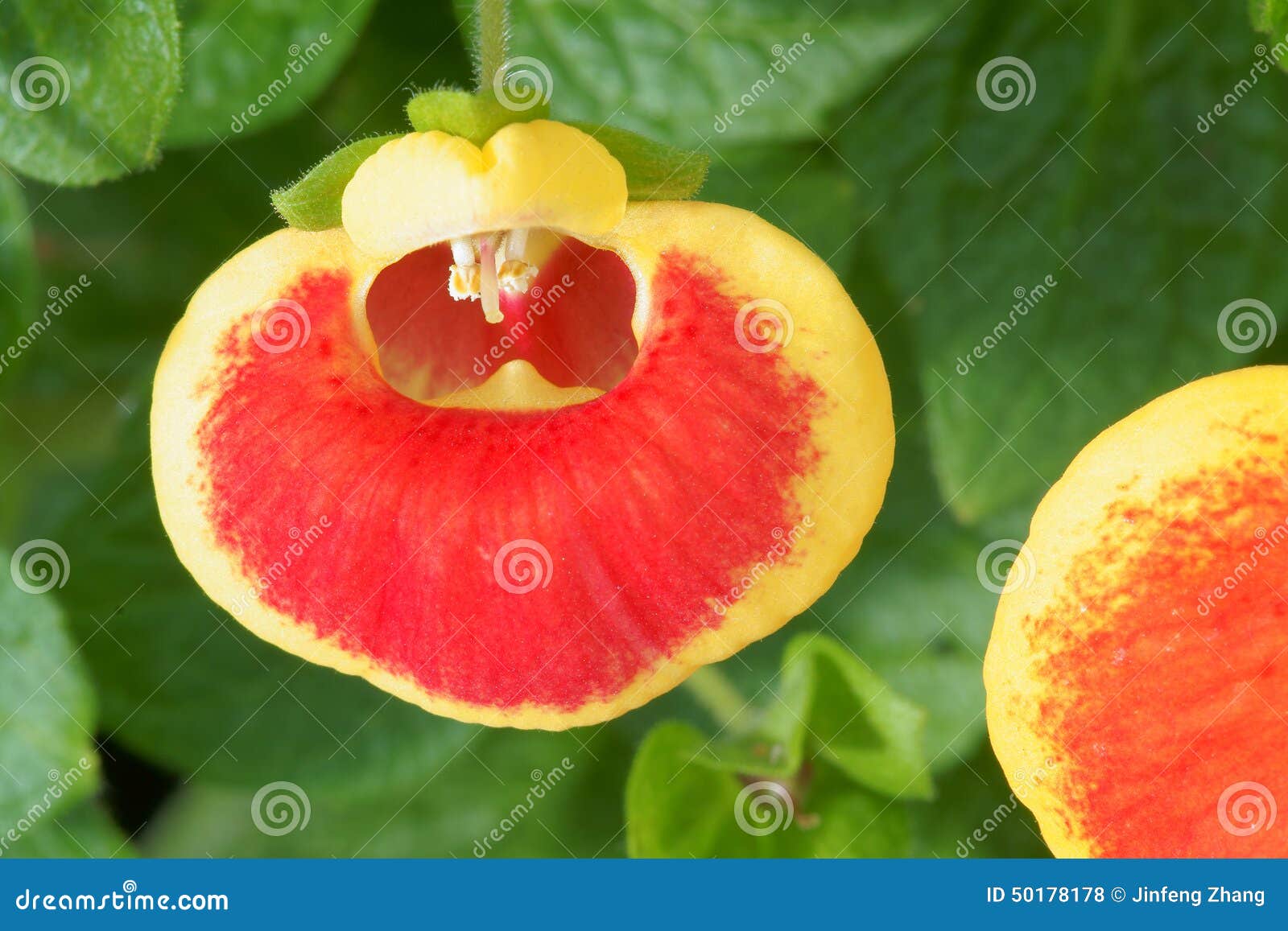 Calceolaria ladys purse hi-res stock photography and images - Alamy