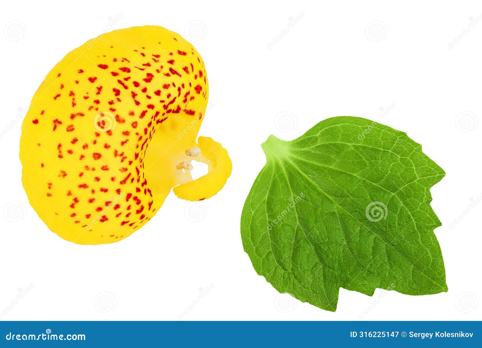 calceolaria flower  on white background. top view. flat lay