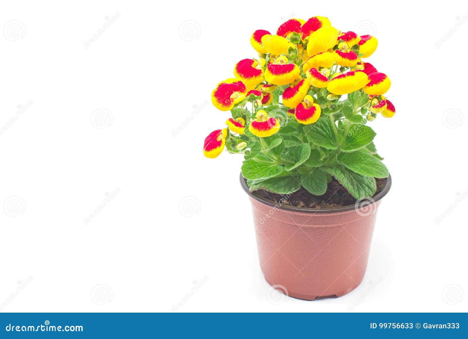 Calceolaria Flower Calceolariaceae Family Stock Photo - Download Image Now  - iStock