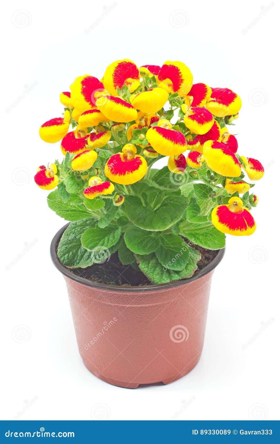 A close up of Orange Lady's purse flowers. - Stock Image - Everypixel