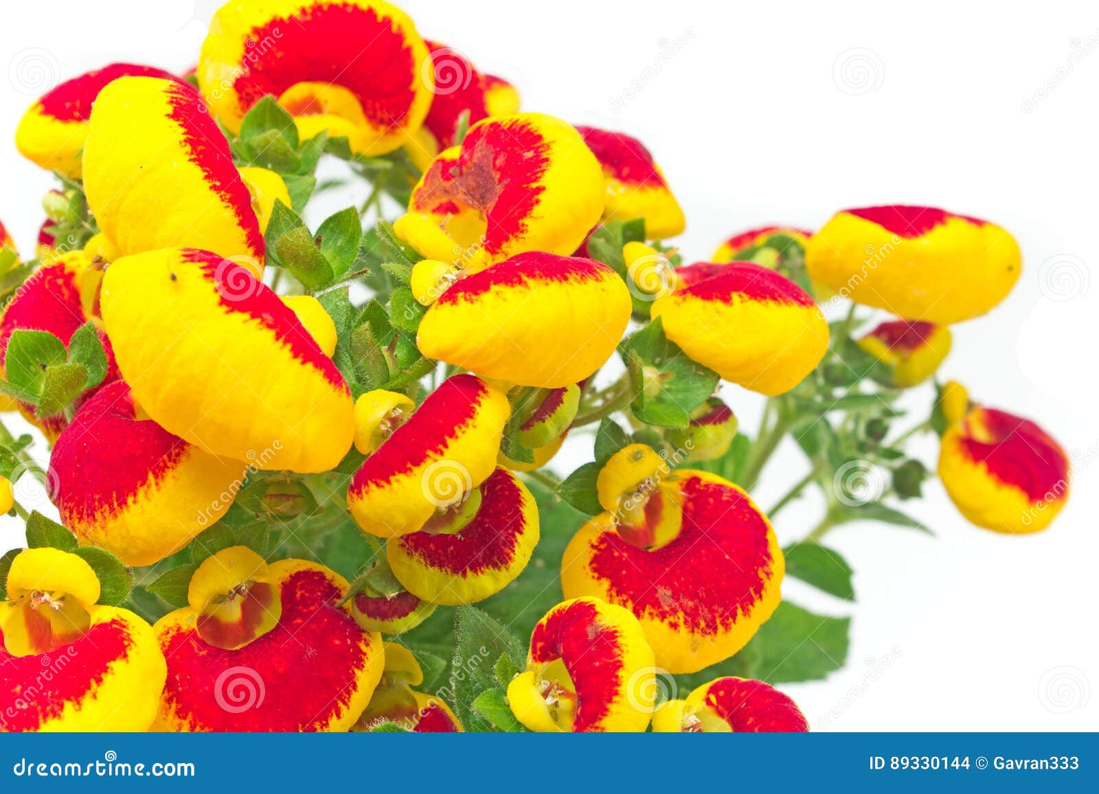 Calceolaria. (Ladies Purse) | Calceolaria, also called lady'… | Flickr