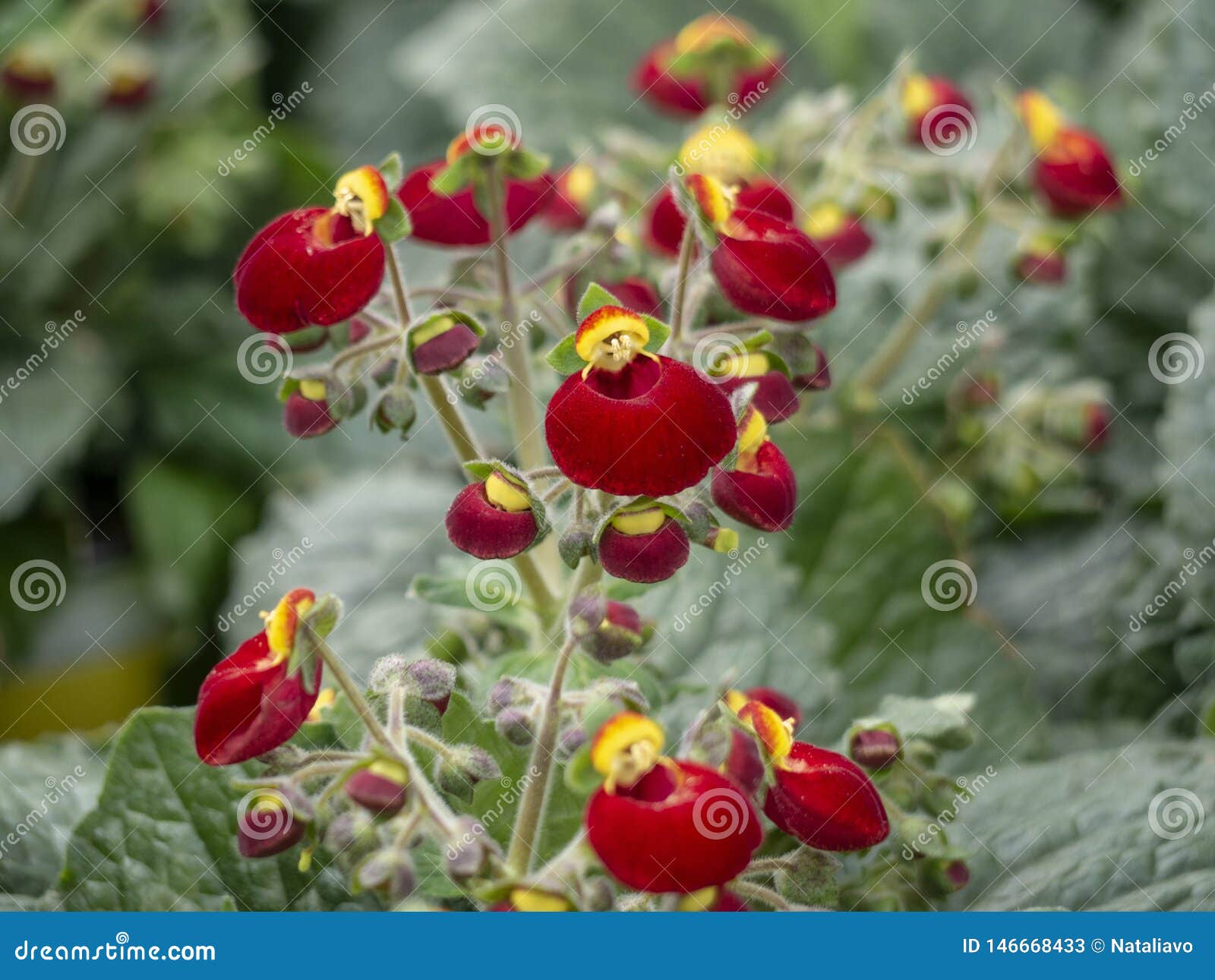 Gloxinia Flower Stock Photo - Download Image Now - Beauty In Nature, Bell,  Blossom - iStock