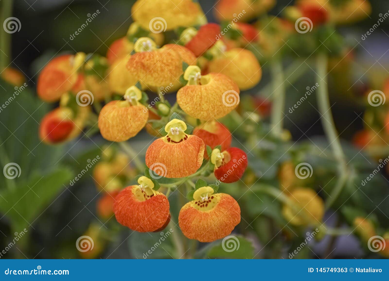 Calceolaria hybrida RED LADY SLIPPER – Ferri Seeds