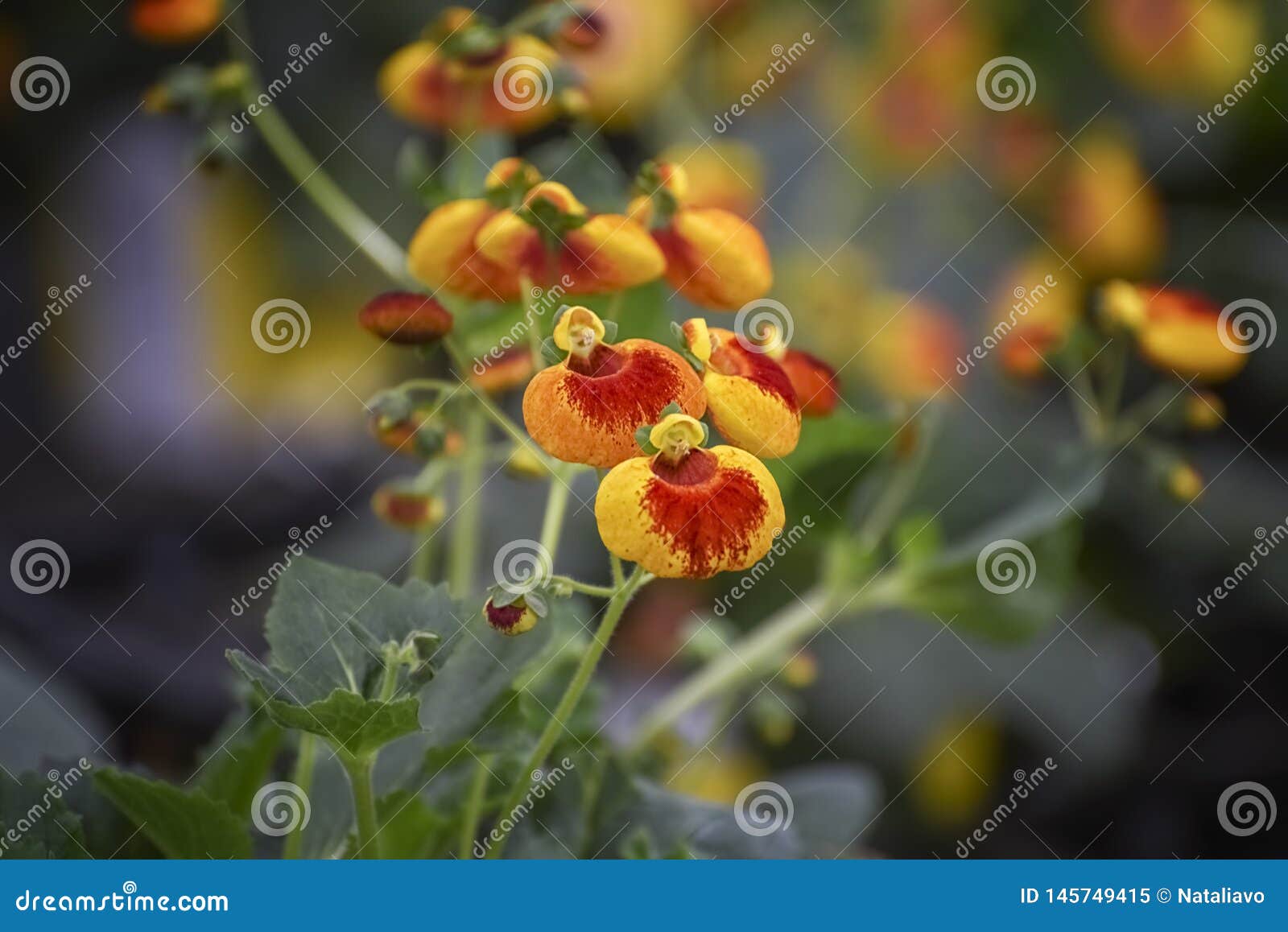 Growing Pocketbook Plants: Caring For The Gorgeous Calceolaria Flower  display