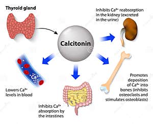 Calcitonin Or Thyrocalcitonin Cartoon Vector CartoonDealer 64094361
