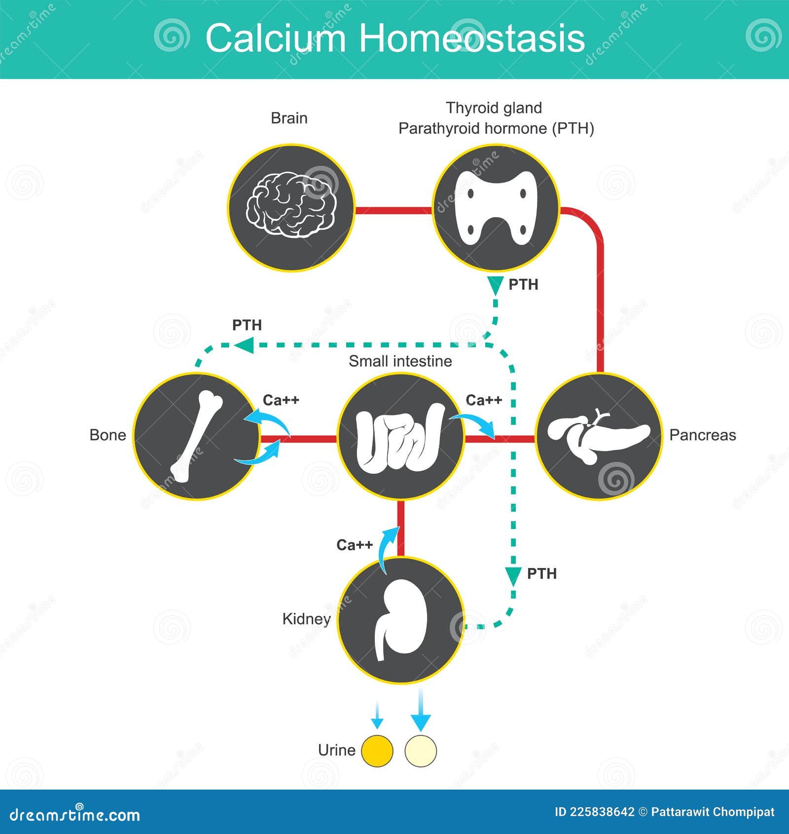 calcium homeostasis. diagram for learning calcium levels in blood human.