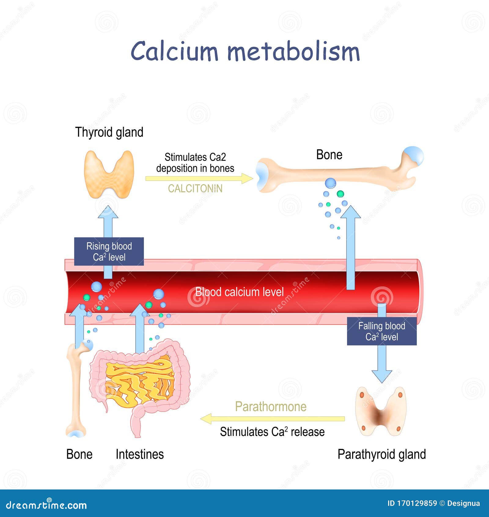 calcium metabolism, and impact on human organs. vitamin d deficiency